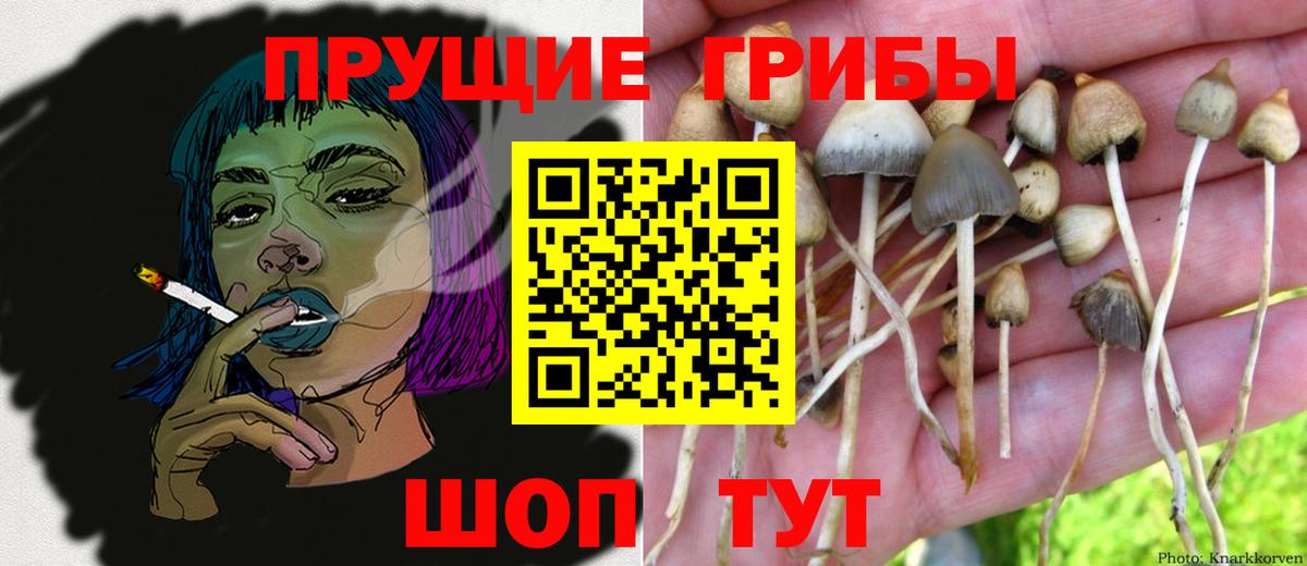 Псилоцибиновые грибы GOLDEN TEACHER Тихвин